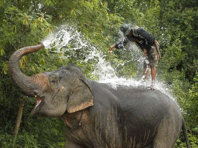 An elephant sprays water on itself before a match during the 11th King's Cup Elephant Polo Tournament in the resort town of Hua-Hin, some 160 km (99 miles) south of Bangkok. Reuters photo/Sukree Sukplang