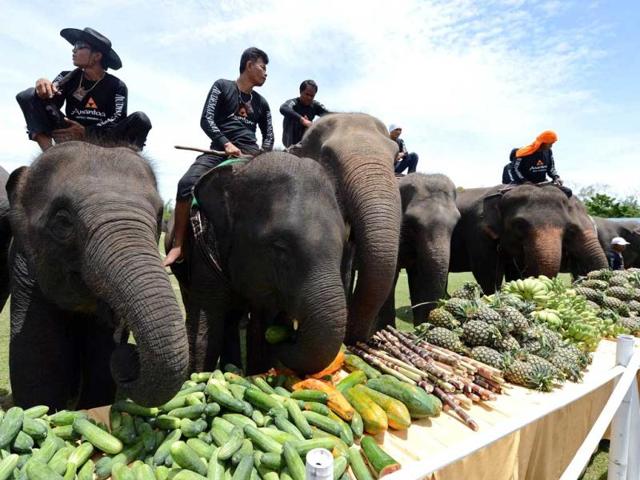 Elephants eat fruit during a fruits buffet as part of the annual King's Cup Elephant Polo Tournament in the southern Thai resort town of Hua Hin. AFP Photo/Pornchai Kittiwongsakul