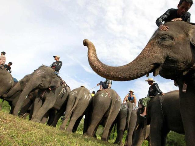 Mahouts rest with their their elephants before a match during the 11th King's Cup Elephant Polo Tournament in the resort town of Hua-Hin, some 160 km (99 miles) south of Bangkok. Reuters photo/Sukree Sukplang