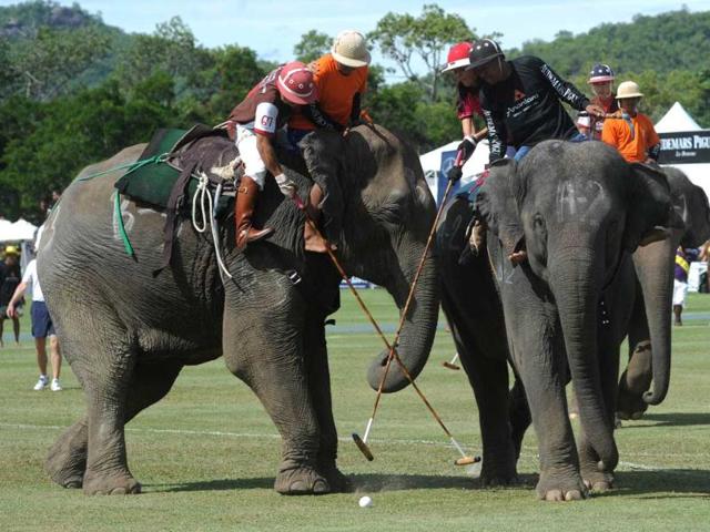 A polo player from the Elephant Story team (brown) fights for the ball with a member of the Nellies team (pink) during the annual King's Cup Elephant Polo Tournament in the southern Thai resort town of Hua Hin. AFP Photo/Pornchai Kittiwongsakul