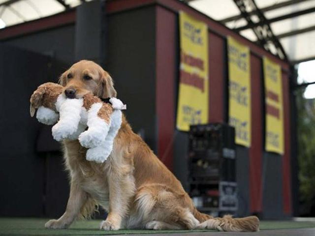 A dog holds a dog puppet at Kungstradgarden in Stockholm during 'Stockholm's Dog Day'. AFP/Jonathan Nackstrand