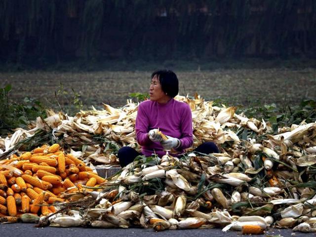 A woman sits on a pile of corn as she removes the husks on a road located on the outskirts of Beijing Reuters Photo