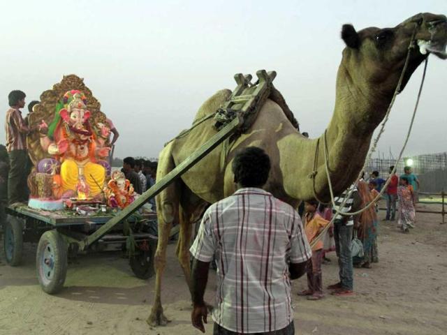 An idol of Lord Ganesha is loaded onto a camel cart for immersion during Ganesh Chaturthi festival in Ahmadabad. AP photo