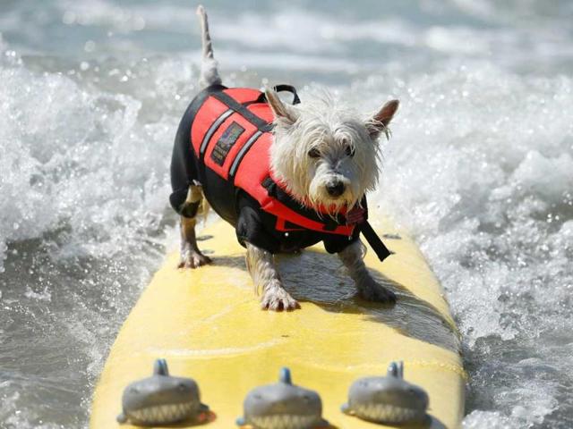 West Highland Terrier Surf Dog Joey competes on a board with three sharks in the Surf City Surf Dog contest in Huntington Beach. Reuters Photo