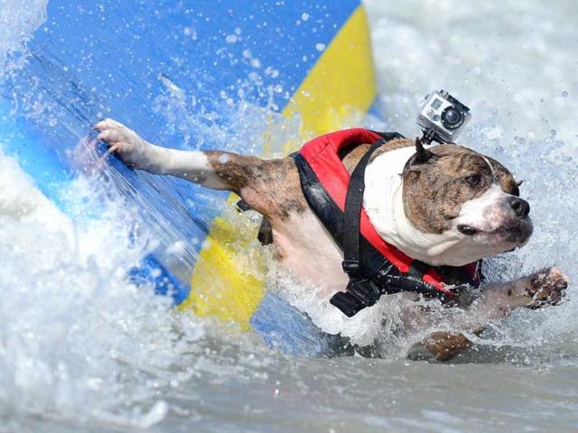 A dog falls off a board during the annual Surf City Surf Dog competition at Huntington Beach in California. AFP Photo/Joe Klamar