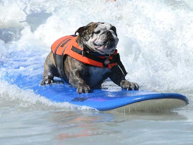 A dog surfs during the annual Surf City Surf Dog competition at Huntington Beach in California. AFP Photo/Joe Klamar