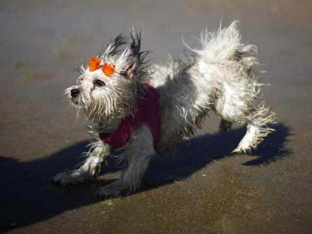A dog runs down the beach during the Surf City Surf Dog contest in Huntington Beach. Reuters/Lucy Nicholson