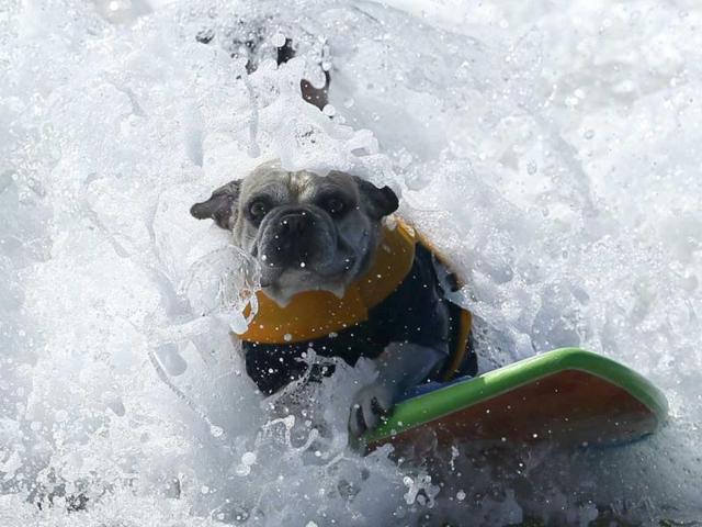A dog catches a wave during the Surf City Surf Dog contest in Huntington Beach. Reuters/Lucy Nicholson