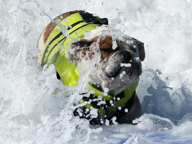 A dog catches a wave during the Surf City Surf Dog contest in Huntington Beach. Reuters/Lucy Nicholson