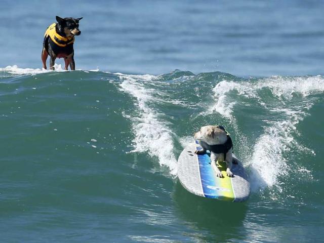 A dog looks back at a competitor as it catches a wave during the Surf City Surf Dog contest in Huntington Beach. Reuters/Lucy Nicholson