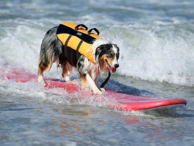 A dog catches a wave during the Surf City Surf Dog contest in Huntington Beach. Reuters/Lucy Nicholson