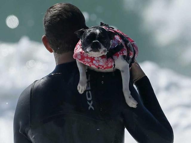 A dog is carried back out to the break to catch another wave during the Surf City Surf Dog contest in Huntington Beach. Reuters/Lucy Nicholson
