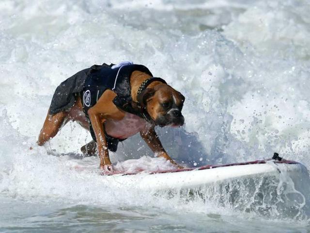 A dog catches a wave during the Surf City Surf Dog contest in Huntington Beach. Reuters/Lucy Nicholson
