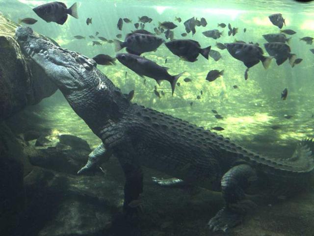 A 700kg crocodile called Rex calmly waits just beneath the water for a feed after coming out of a three-month hibernation at the wild life Sydney zoo in Sydney, Australia. (AP Photo)
