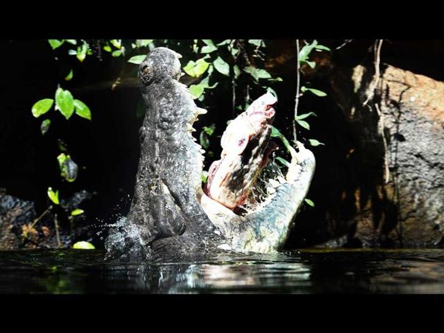 A 700 kilogram crocodile called Rex - who is one of the world’s largest crocodiles - receives his first feed after emerging from three months of hibernation at Wild Life Sydney Zoo. AFP/William West