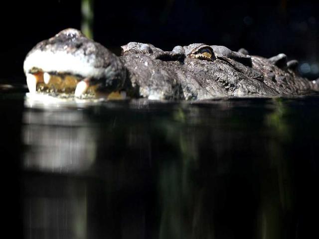 A 700 kilogram crocodile called Rex - who is one of the world’s largest crocodiles - cruises around his enclosure after receiving his first feed after emerging from three months of hibernation at Wild Life Sydney Zoo. AFP/William West