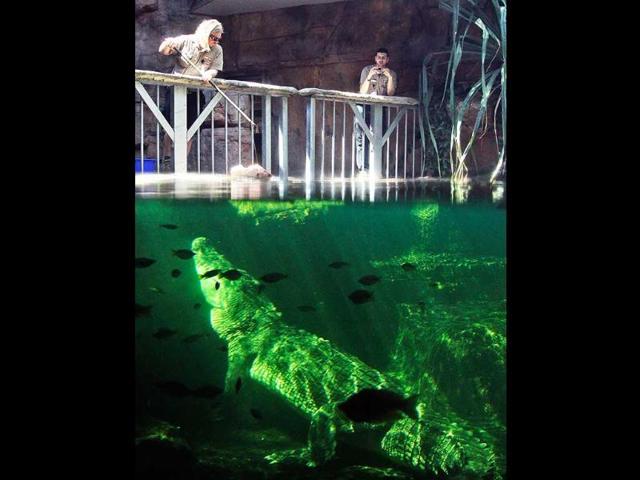 A 700kg (0.7 ton) crocodile called Rex calmly waits just beneath the water for a feed after coming out of a three-month hibernation at the Wild Life Sydney zoo in Sydney, Australia. AP Photo/Rob Griffith