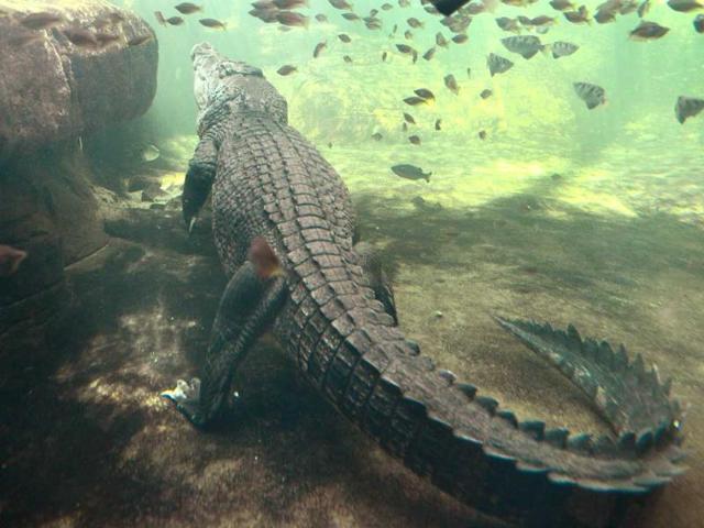 A 700 kilogram crocodile called Rex - who is one of the world’s largest crocodiles - cruises around his enclosure after receiving his first feed after emerging from three months of hibernation at Wild Life Sydney Zoo. AFP Photo/William West