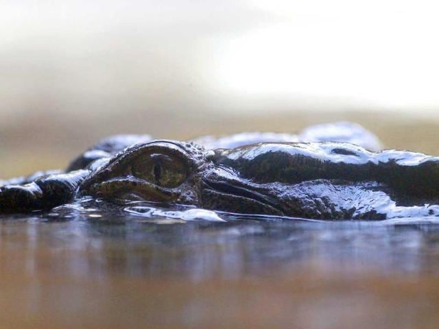 A 700kg (0.7 ton) crocodile called Rex waits patiently for a feed after coming out of a three-month hibernation at the Wild Life Sydney zoo in Sydney. AP Photo/Rob Griffith