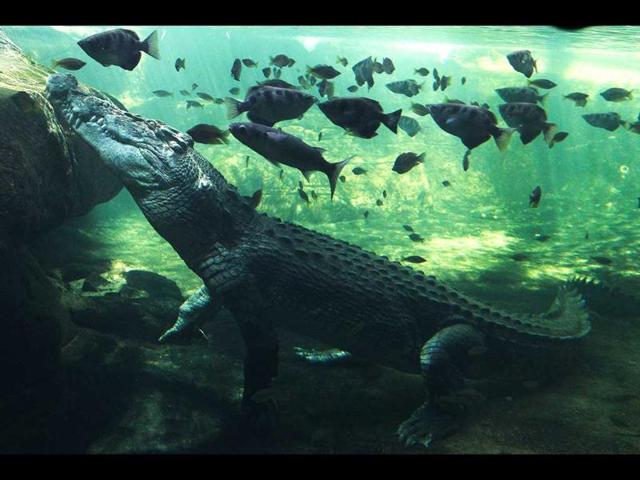 A 700kg (0.7 ton) crocodile called Rex calmly waits just beneath the water for a feed after coming out of a three-month hibernation at the Wild Life Sydney zoo in Sydney, Australia. AP Photo/Rob Griffith