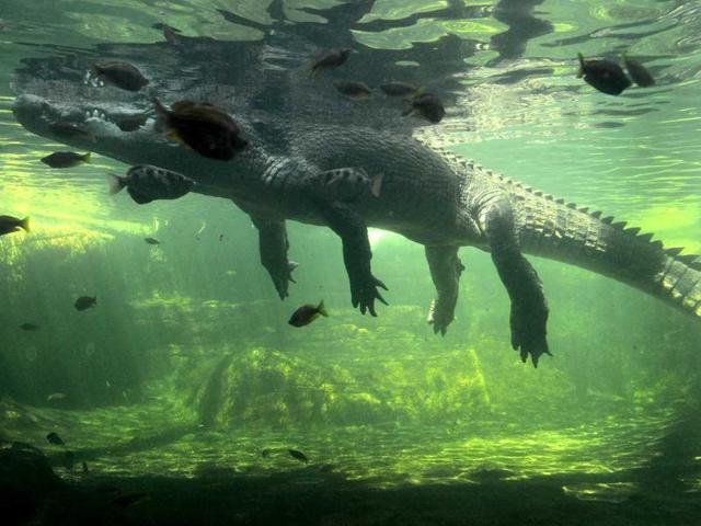 A 700 kilogram crocodile called Rex - who is one of the world’s largest crocodiles - cruises around his enclosure after receiving his first feed after emerging from three months of hibernation at Wild Life Sydney Zoo. AFP Photo/William West