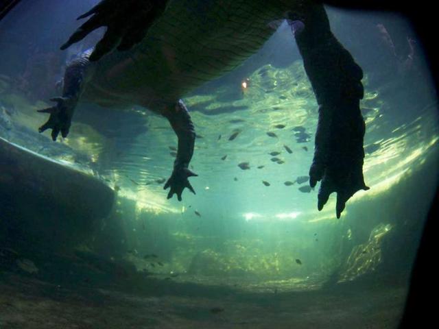 Rex, a crocodile, which weighs 700kg (1543.2 pounds), swims across his tank at Wild Life Sydney Zoo. Reuters/Daniel Munoz