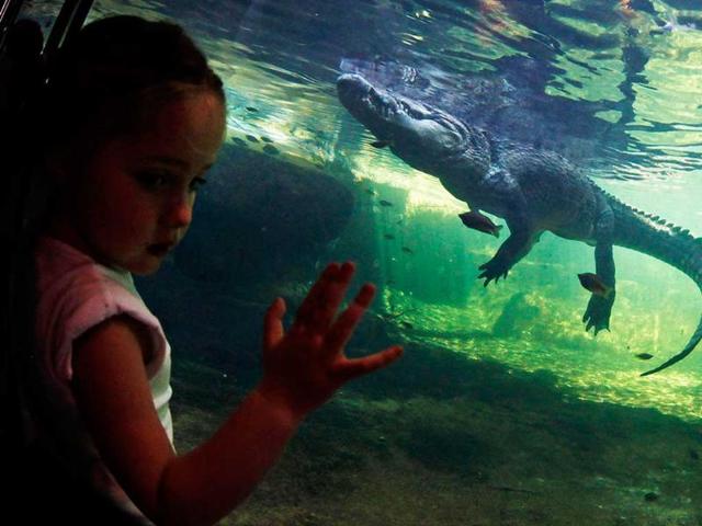 A girl looks at Rex, a crocodile, which weighs 700kg (1543.2 pounds), swimming across his tank at Wild Life Sydney Zoo. Reuters/Daniel Munoz
