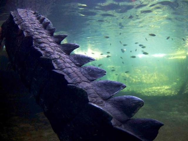 Rex, a crocodile, which weighs 700kg (1543.2 pounds), swims across his tank at Wild Life Sydney Zoo. Reuters/Daniel Munoz