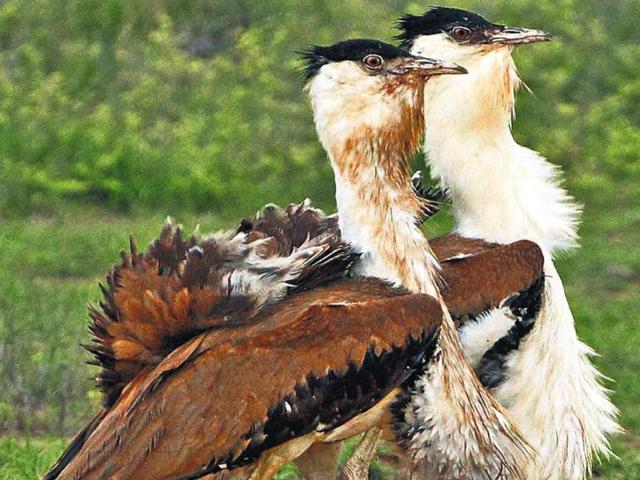 The-Nannaj-Sanctuary-is-home-to-Great-Indian-Bustards-GIB-the-largest-birds-in-their-native-range-with-long-necks-and-legs The-Nannaj-Sanctuary-is-home-to-Great-Indian-Bustards-GIB-the-largest-birds-in-their-native-range-with-long-necks-and-legs