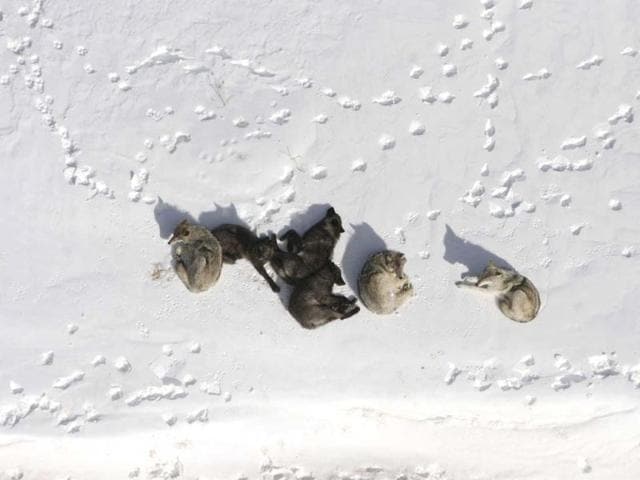 A wolf pack is pictured bedded down in the snow in Yellowstone National Park in this file photograph. Conservationists have asked a state judge to end trapping of wolverines in Montana at a time when fewer than 300 of the elusive animals roam the Northern Rockies and Northern Cascades. Reuters photo