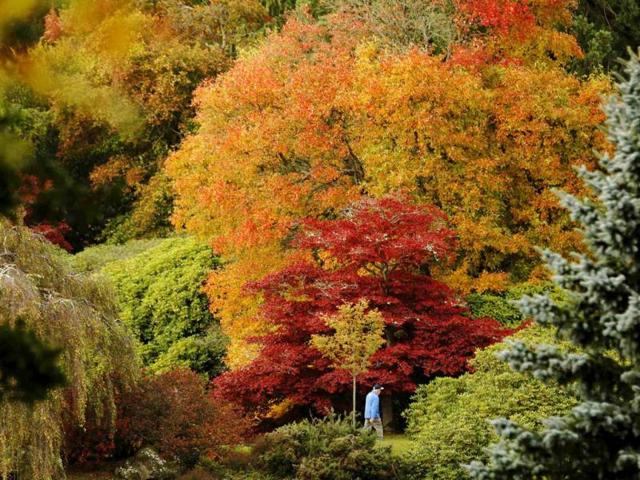 A man walks past changing autumn leaves in Sheffield Park Gardens near Haywards Heath in southern England. Reuters Photo