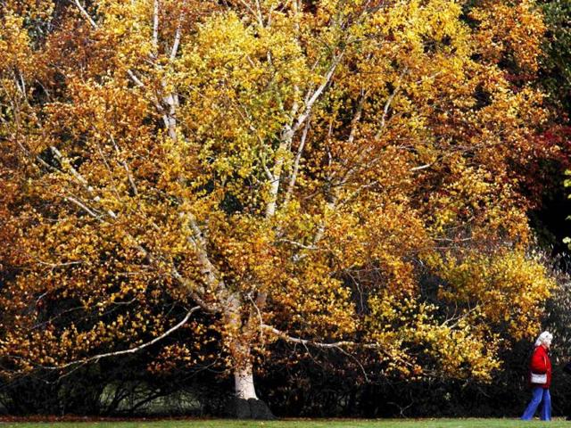 A woman walks past changing autumn leaves in Sheffield Park Gardens near Haywards Heath in southern England. Reuters Photo