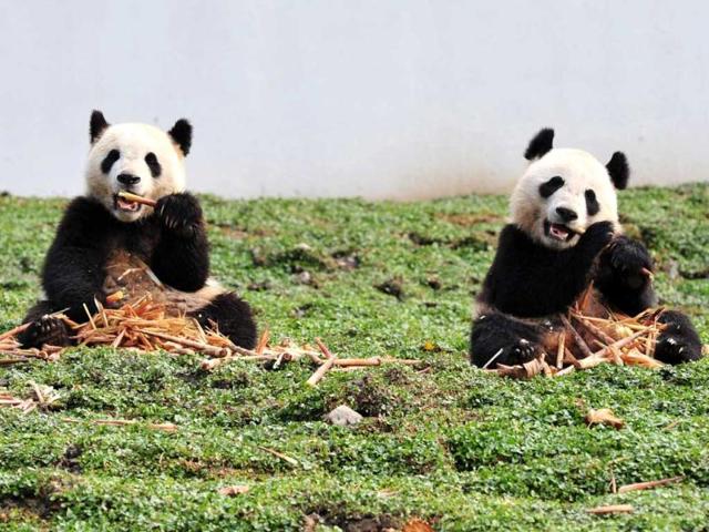 Two giant pandas having their meal in their new home in the Wolong National Nature Reserve in Wolong, southwest China's Sichuan province. AFP photo