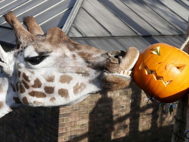 Maggie, a giraffe plays with a carved pumpkin during a Halloween-themed media event at the London Zoo. REUTERS/Suzanne Plunkett