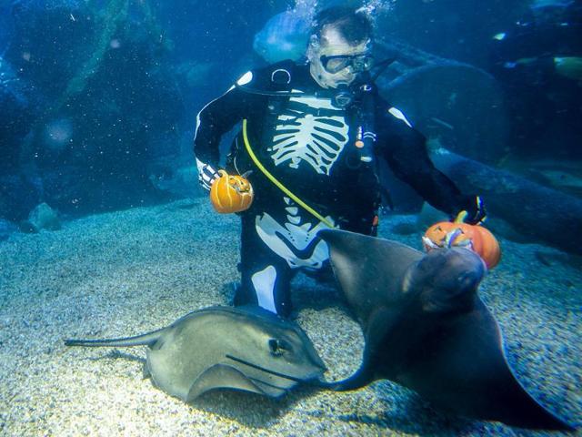 A diver in a skeleton costume feeds fish during a media opportunity to mark Halloween at the Sea Life aquarium in Berlin. (AP Photo/Markus Schreiber)