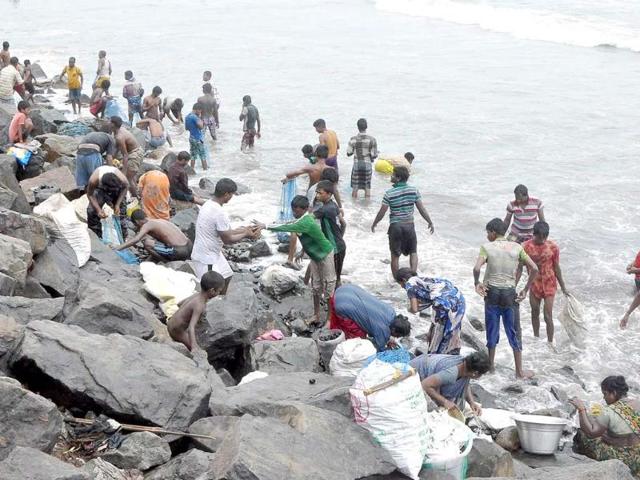 People collect coal from the sea near Rayapuram fishing harbour, which were spread near Madras Port Trust during the off-loading from the ship washed ashore following cyclonic strom Nilam, in Chennai . Agencies