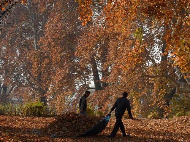 Men carry leaves near maple trees during autumn in Srinagar. Trees are changing colours while the days become shorter as winter approaches in J&K. AFP Photo