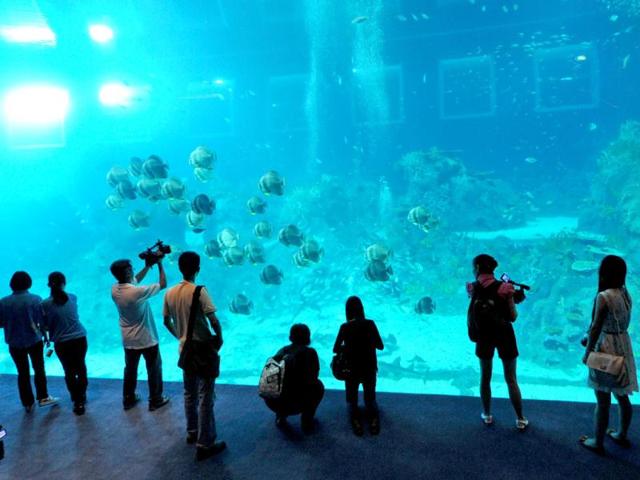 Guests watch the open ocean habitat, seen through the world’s largest viewing panel, at 36 metres wide by 8.3 metres tall of the South East Asia aquarium, the world's largest oceanarium at Sentosa Resort World marine life park. (AFP Photo)