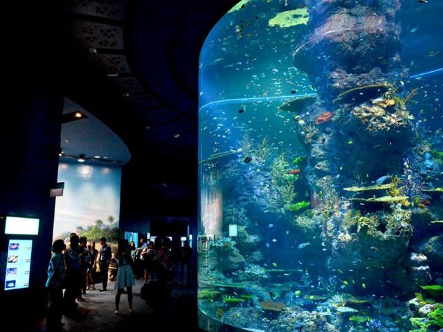 An exhibit of the marine animal habitat at the South East Asia aquarium, the world's largest oceanarium in Sentosa Resort World marine life park. (AFP Photo)