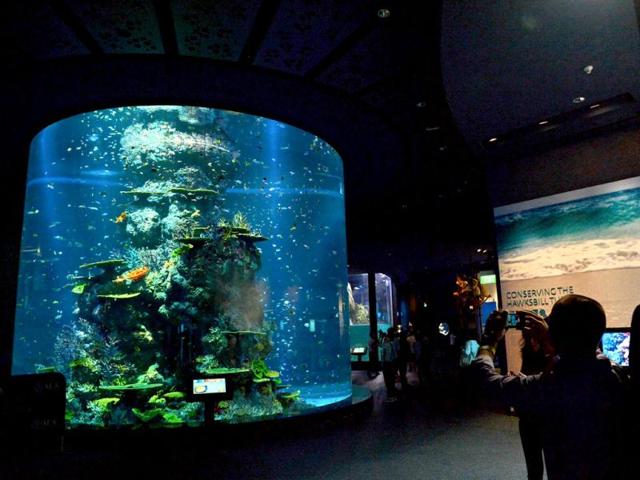 An exhibit of the marine animal habitat at the South East Asia aquarium, the world's largest oceanarium in Sentosa Resort World marine life park. (AFP Photo)