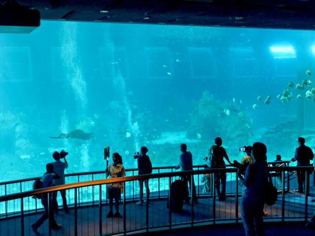 Guests watch the open ocean habitat, seen through the world’s largest viewing panel, at 36 metres wide by 8.3 metres tall of the South East Asia aquarium, the world's largest oceanarium at Sentosa Resort World marine life park. (AFP Photo)