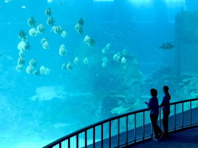 Two employee stand next to the open ocean habitat, seen through the world’s largest viewing panel, at 36 metres wide by 8.3 metres tall of the South East Asia aquarium, the world's largest oceanarium at Sentosa Resort World marine life park. (AFP Photo)