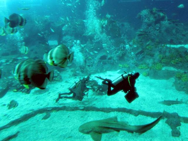 Divers feed fish in the open ocean habitat, seen through the world’s largest viewing panel, at 36 metres wide by 8.3 metres tall of the South East Asia aquarium, the world's largest oceanarium at Sentosa Resort World marine life park. (AFP Photo)