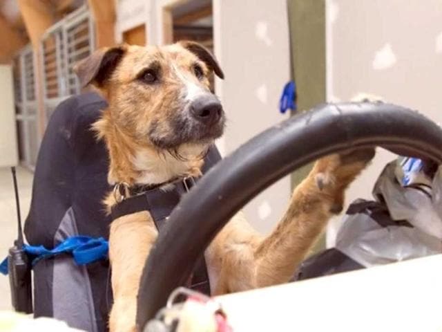 This photo shows "Porter" in the driver's seat behind the wheel while training. Rather than chasing cars, dogs in New Zealand are being taught to drive them -- steering, pedals and all -- in a heartwarming project aimed at increasing pet adoptions from animal shelters. AFP