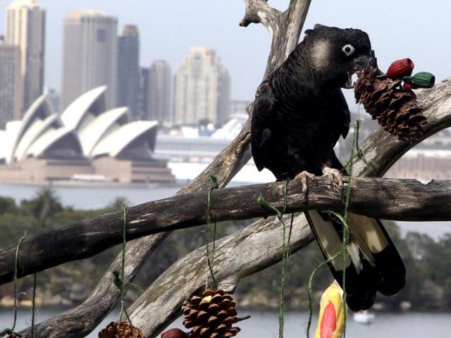 A White Tailed Black Cockatoo feeds on Christmas treats at Taronga Zoo in Sydney, Australia. Some of the zoo resident animals receive some early Christmas-themed Environmental Enrichment activities from food-filled maracas to tasty Christmas Trees. (AP Photo/Rob Griffith)