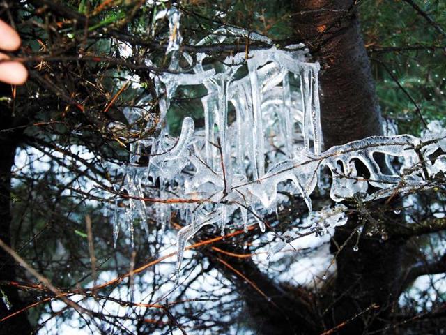Icicles hang from branches of a tree in Bhaderwah, 200km from Jammu on Friday. UNI Photo
