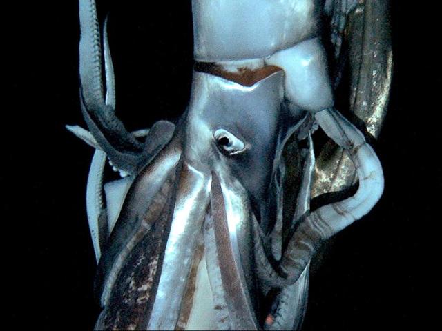 This video image, taken from footage by NHK and Discovery Channel shows a giant squid, up to eight metres long, against the backdrop of dark oceanic depths at a depth of 630 meters in the sea near Ogasawara islands, 1,000km south of Tokyo. AFP Photo/NHK/NEP/Discovery Channel