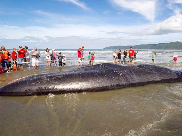 People gather behind a cordon to see the dead body of a 15 metre sperm whale on a Paraparaumu beach on the Kapiti Coast. AFP