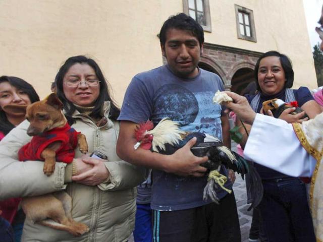 A priest blesses a rooster in a church in Xochimilco, in Mexico City on the day of Saint Anthony Abate, the patron saint of domestic animals. Reuters photo