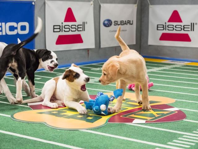 This undated photo provided by Animal Planet shows dogs playing on the field during "Puppy Bowl IX," in New York. The “Puppy Bowl,” an annual two-hour TV special that mimics a football game with canine players, made its debut eight years ago on The Animal Planet. Dogs score touchdowns on a 10-by-19-foot gridiron carpet when they cross the goal line with a toy. AP Photo